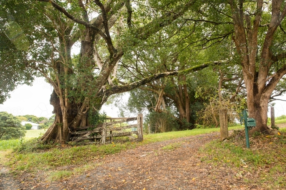 old trees either side of a rural driveway in South East Queensland - Australian Stock Image
