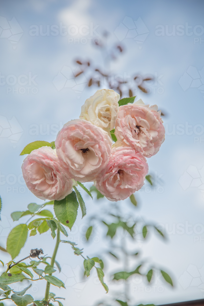 Old vintage roses under a soft blue sky - Australian Stock Image