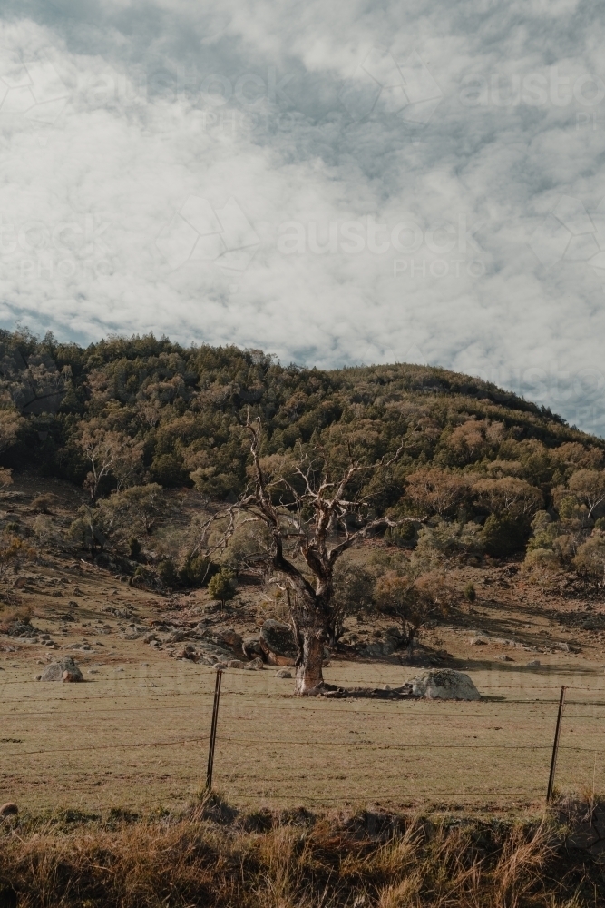Old weathered tree on a rural property on Brungle Road - Australian Stock Image