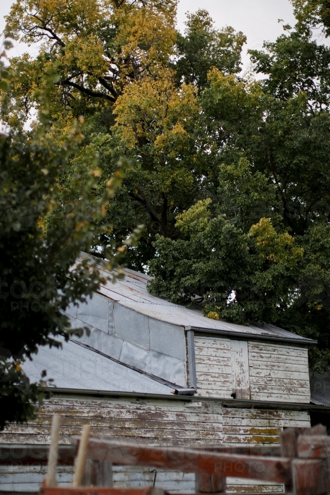 Old weathered work sheds surrounded by autumn trees - Australian Stock Image
