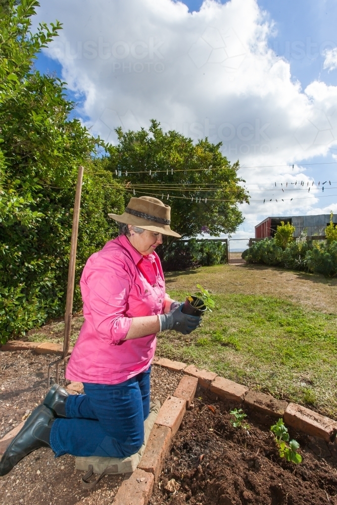 Old woman gardening - Australian Stock Image