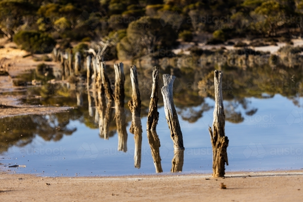 old wooden fence posts crossing shallow swamp - Australian Stock Image