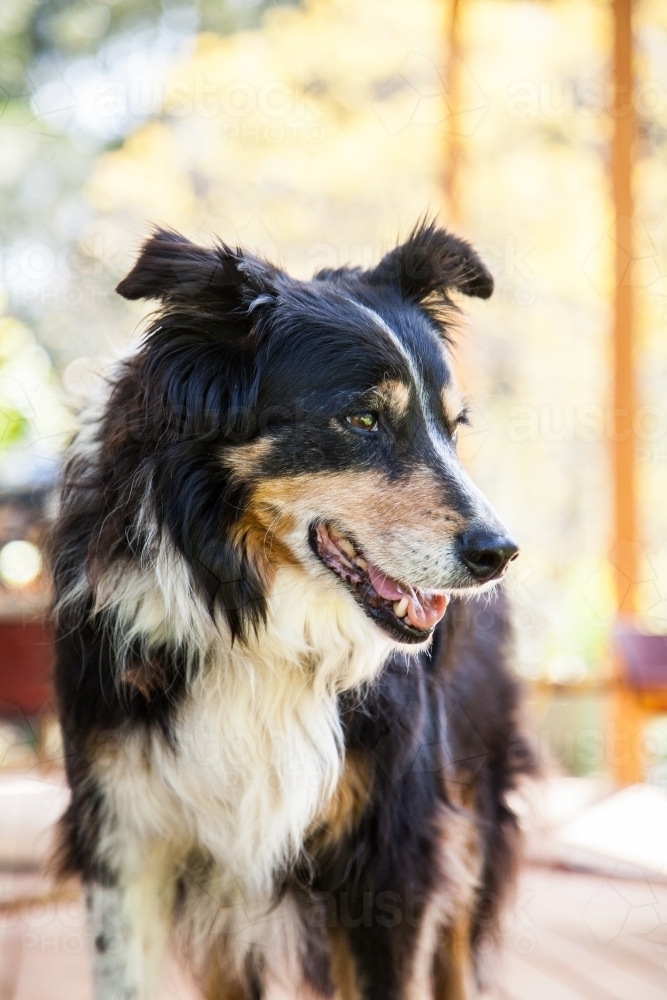 Old working farm dog on the veranda looking to the side - Australian Stock Image
