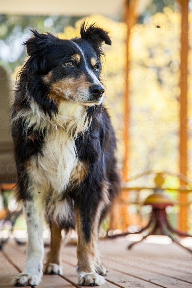 Old working farm dog on the veranda looking to the side - Australian Stock Image