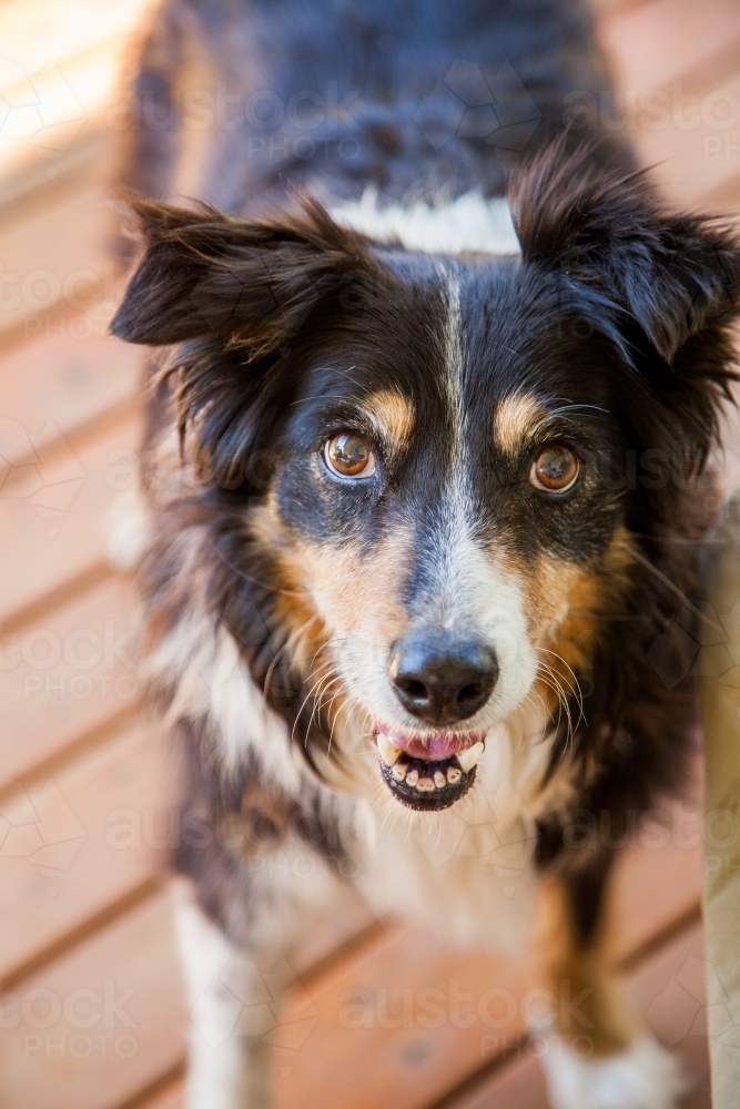 Old working farm dog on the veranda looking up at camera - Australian Stock Image
