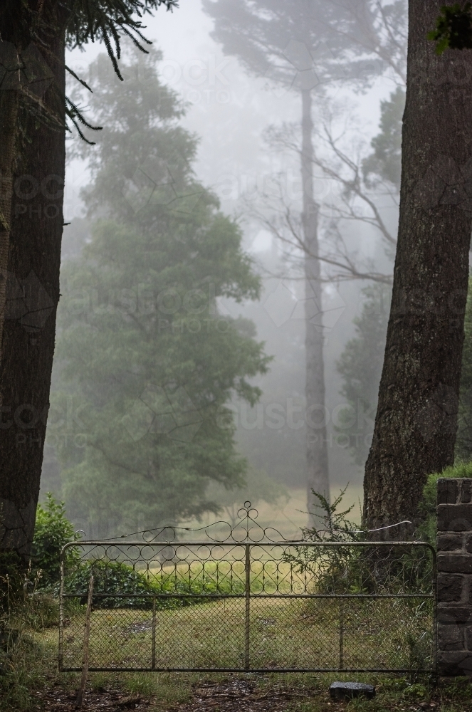 Old wrought iron gate to misty garden with big trees - Australian Stock Image