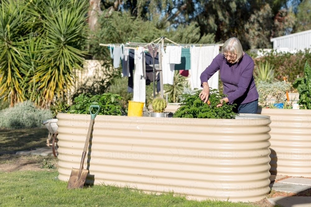 Older woman picking herbs in raised garden bed - Australian Stock Image