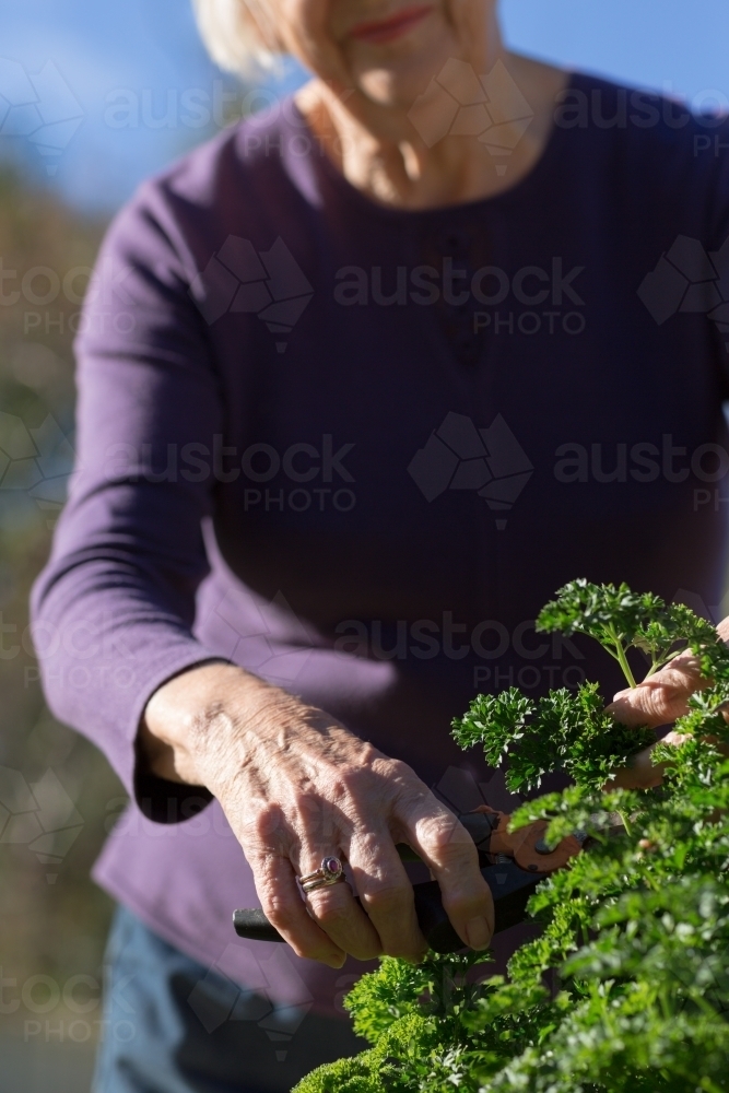 Older woman picking parsley - Australian Stock Image