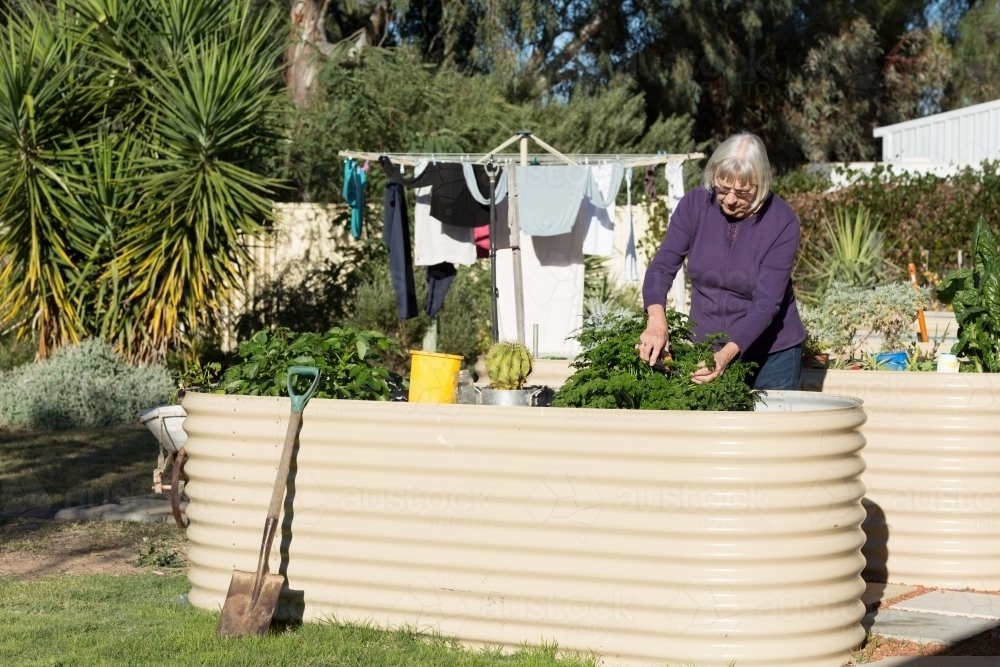 Older woman picking parsley in backyard - Australian Stock Image