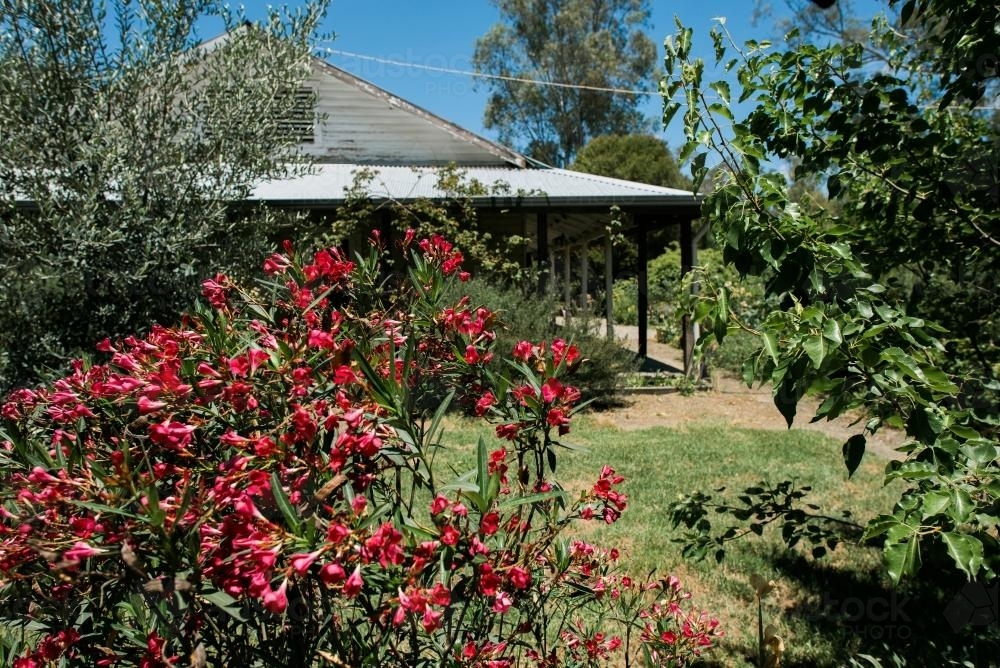 Oleander in a Rural Garden - Australian Stock Image