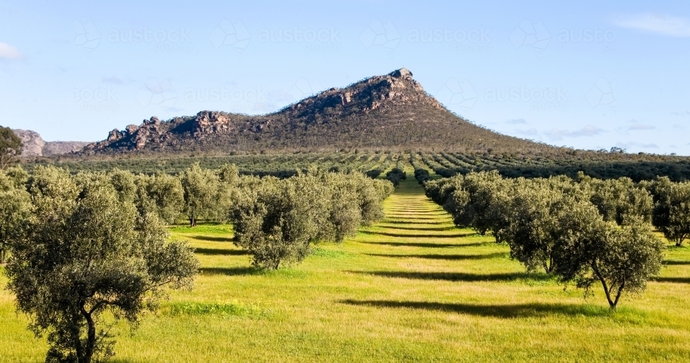 Olive grove with mountain in background - Australian Stock Image