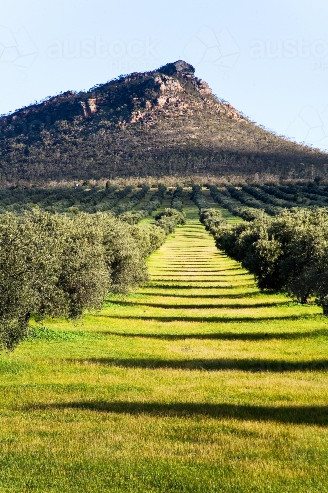 Olive grove with mountain in the background - Australian Stock Image