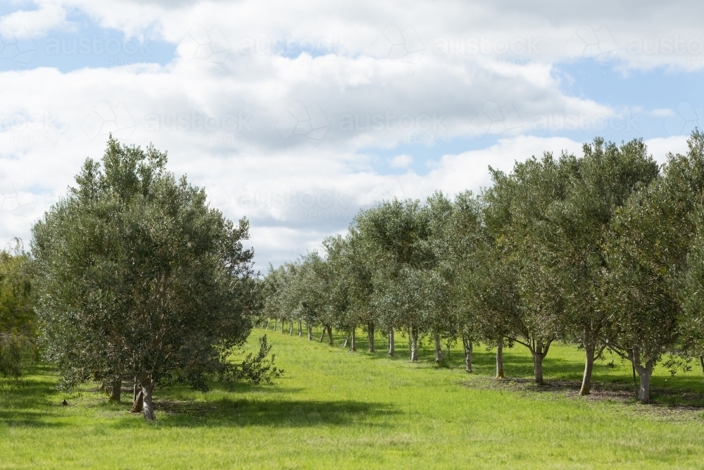 olive grove with small trees and green grass - Australian Stock Image