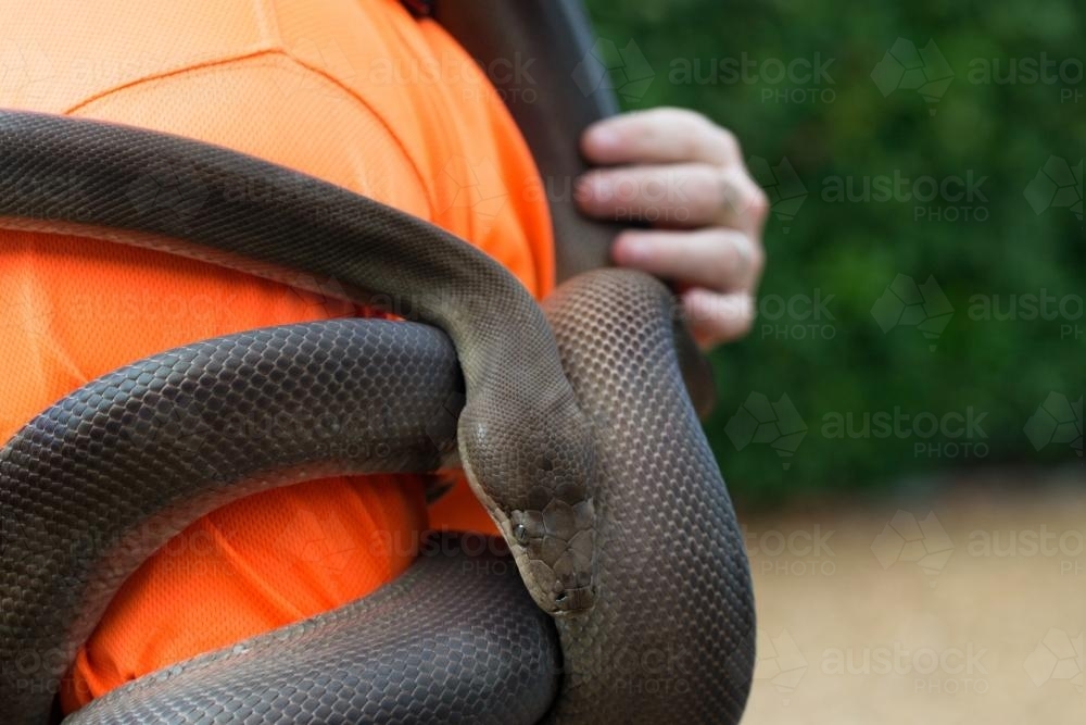 Olive Python wrapped around person - Australian Stock Image