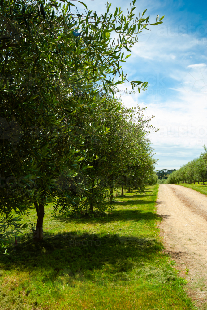Olive trees lining an unsealed driveway - Australian Stock Image