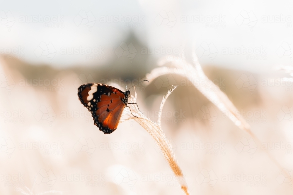 One African Monarch butterfly resting on long grass with copy space - Australian Stock Image