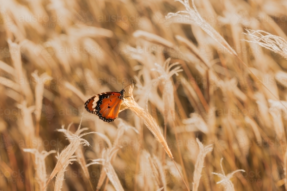 One African Monarch butterfly resting on long grass with copy space - Australian Stock Image