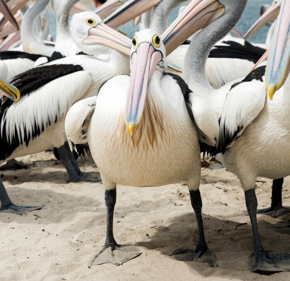 Image of One Australian pelican stands facing the camera surrounded by