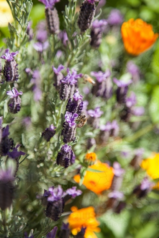 One bee resting on purple lavender flowers in a spring garden - Australian Stock Image