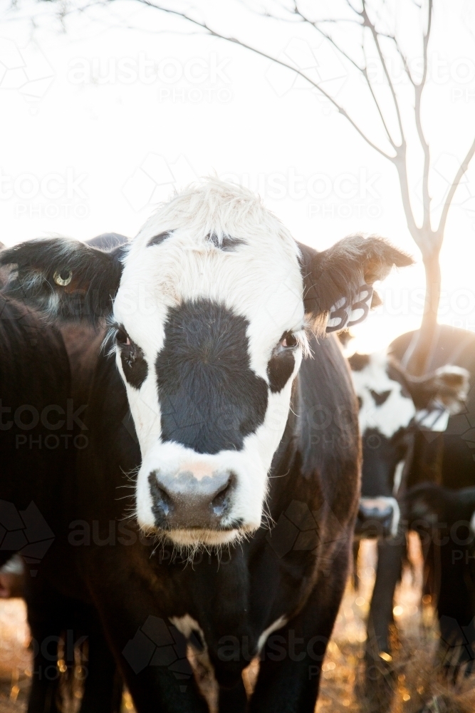One black and white cow close up - Australian Stock Image