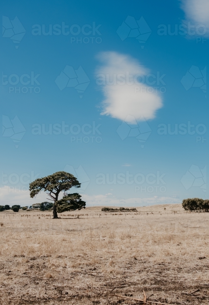 One cloud and one big tree - Australian Stock Image