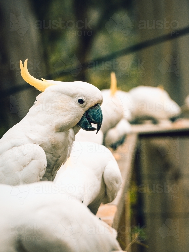 One cockatoo stands out from the crowd - Australian Stock Image