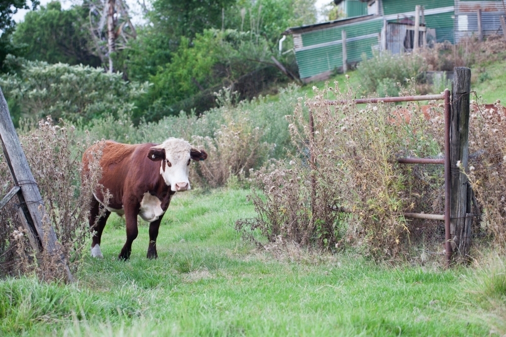 One cow walking through a farm gate - Australian Stock Image