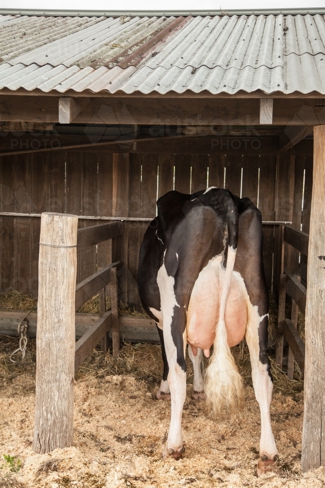 One dairy cow standing in shed - Australian Stock Image