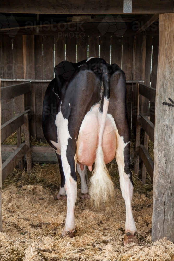 Image of One dairy cow standing in shed - Austockphoto