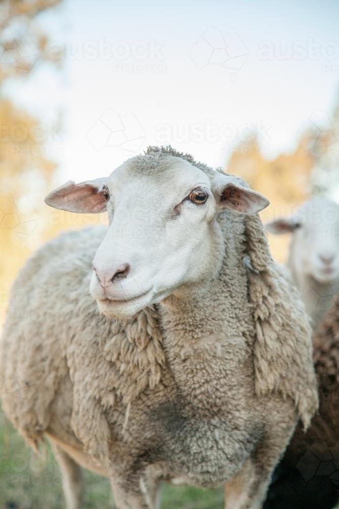 One Dorper sheep ewe standing in the shade - Australian Stock Image