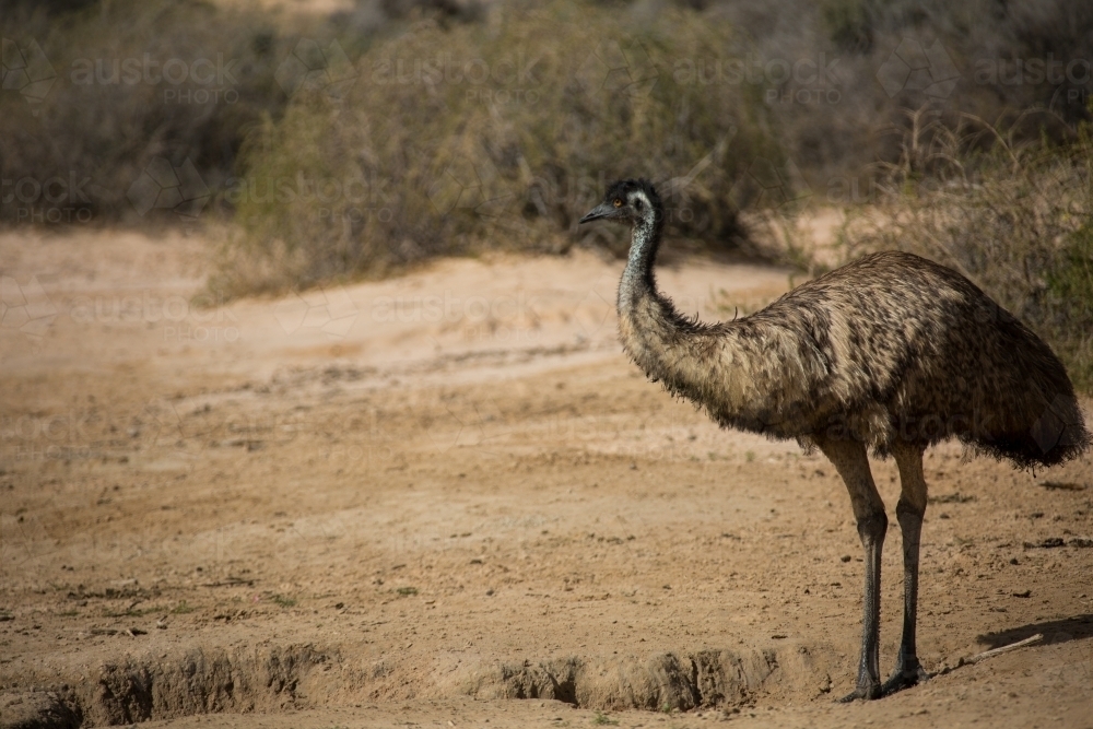 Image of One emu in natural habitat - Austockphoto