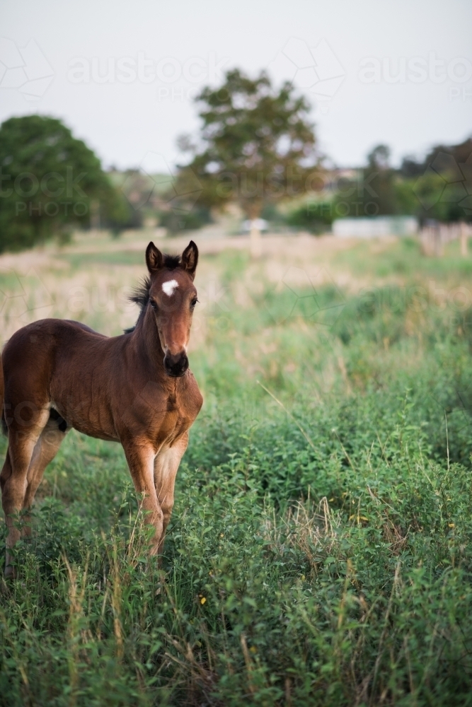 One foal in a paddock - Australian Stock Image