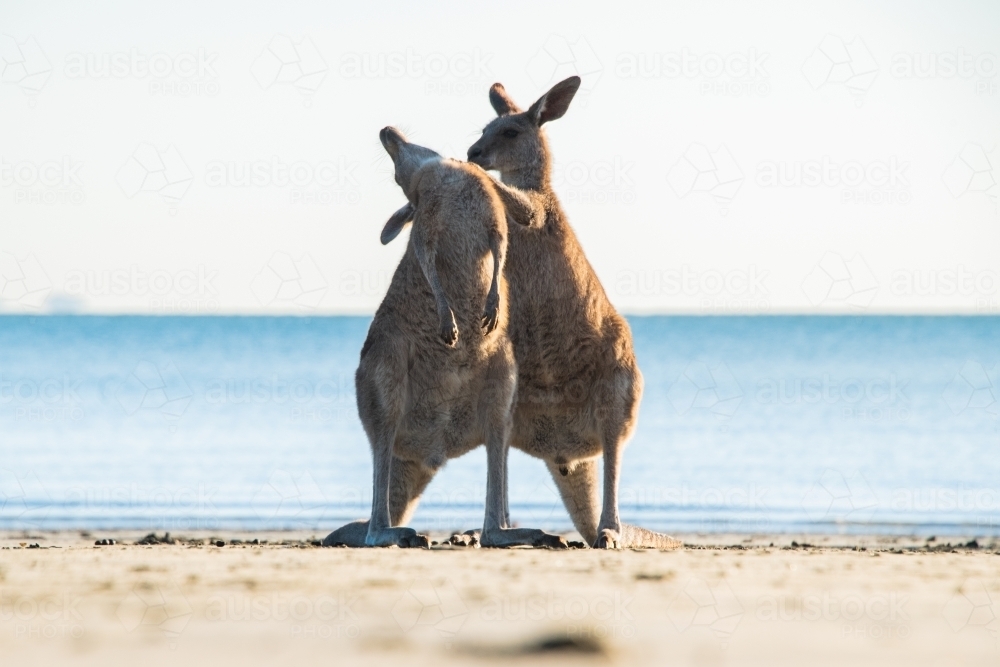One kangaroo giving the other a back scratch on the beach with the ocean behind them. - Australian Stock Image
