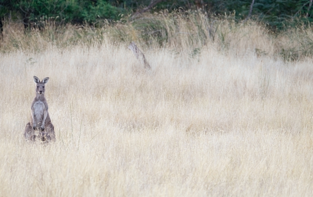 One Kangaroo stands tall in the dry grass - Australian Stock Image