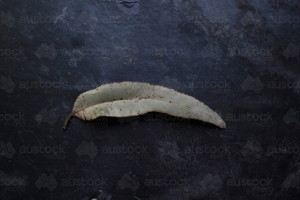 One leaf on a black background - Australian Stock Image