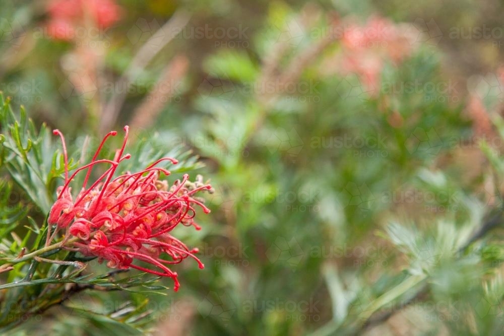 One pink grevillea flower - Australian Stock Image