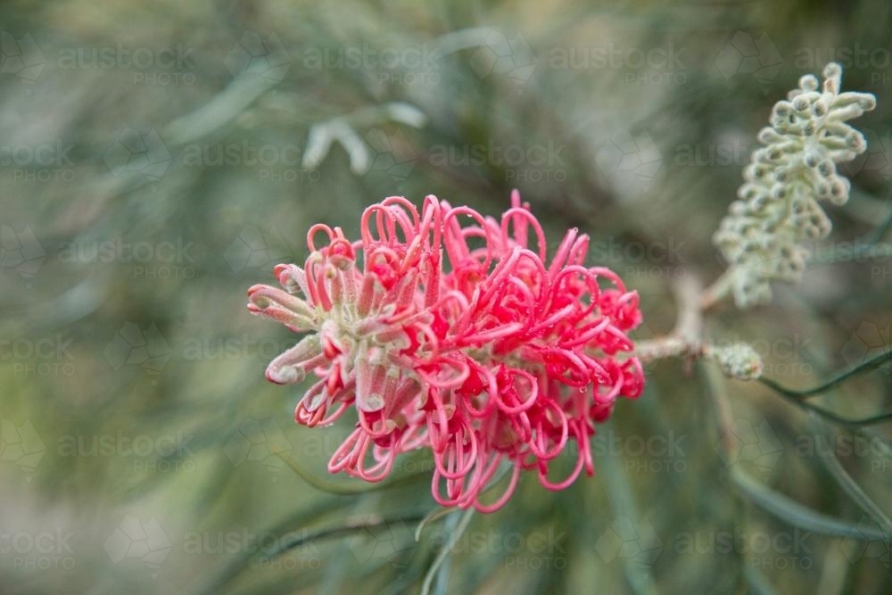 One pink grevillea flower - Australian Stock Image
