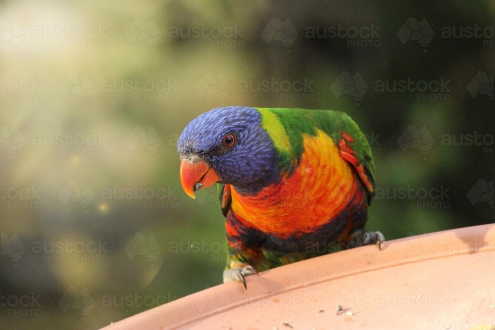One rainbow lorikeet on a bird feeder - Australian Stock Image