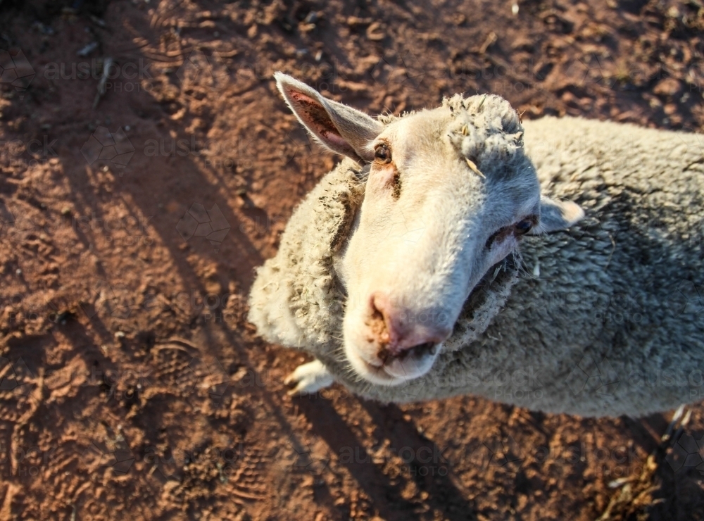 One sheep, looking at camera, standing on red dirt. Are ewe okay? - Australian Stock Image