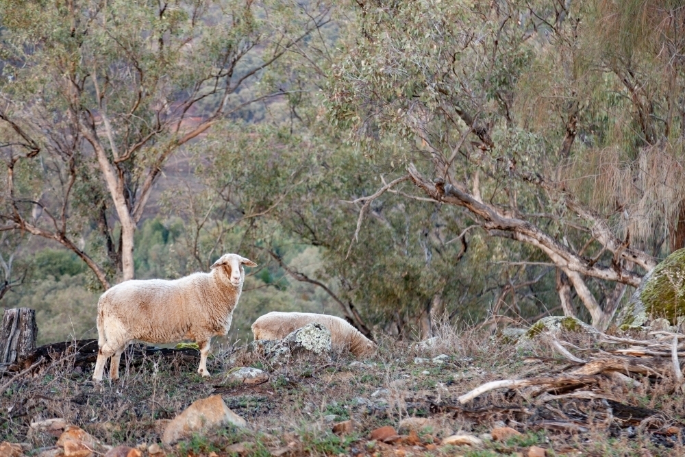 One sheep on hillside in the mountains - Australian Stock Image