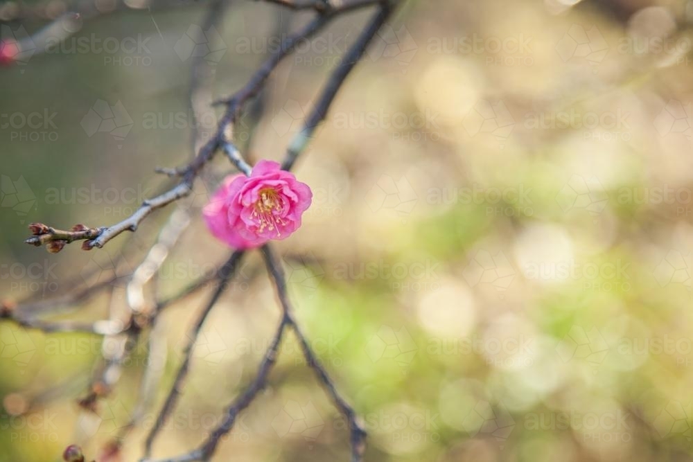 One single pink blossom flowering in winter - Australian Stock Image