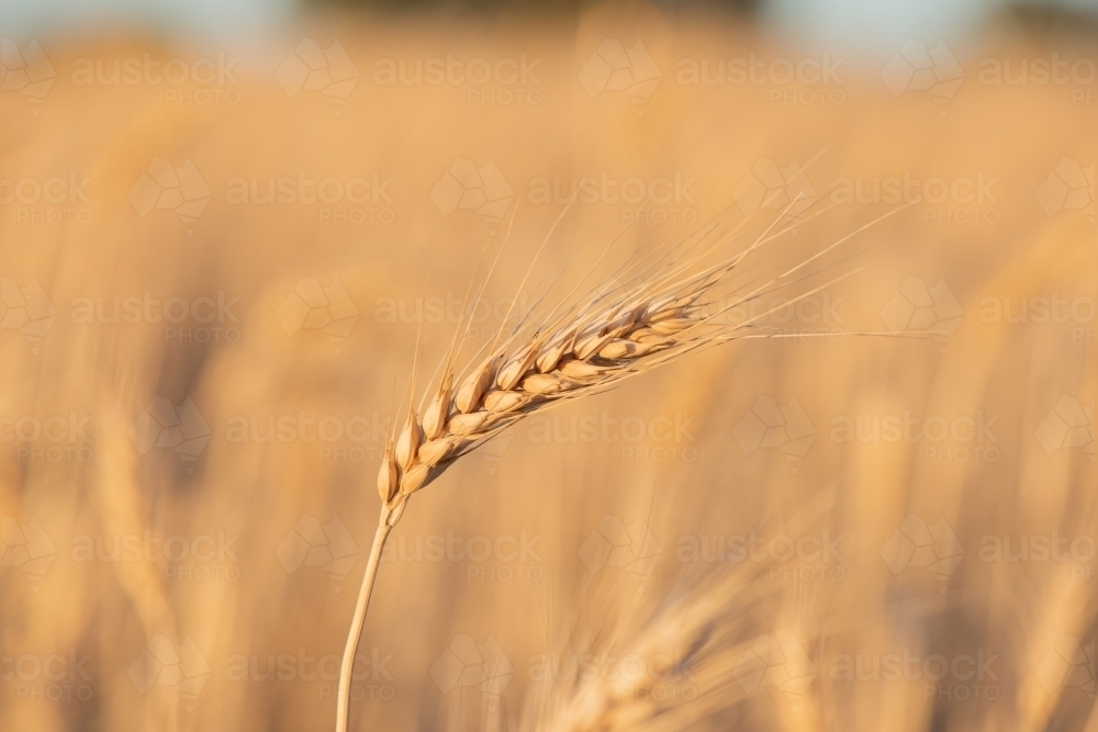 One stem of grain leaning over in a field as the afternoon sun shines down. - Australian Stock Image