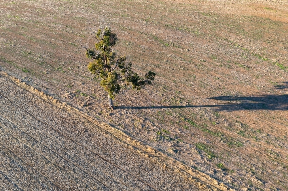 One tree in cleared landscape with Long Shadow - Australian Stock Image