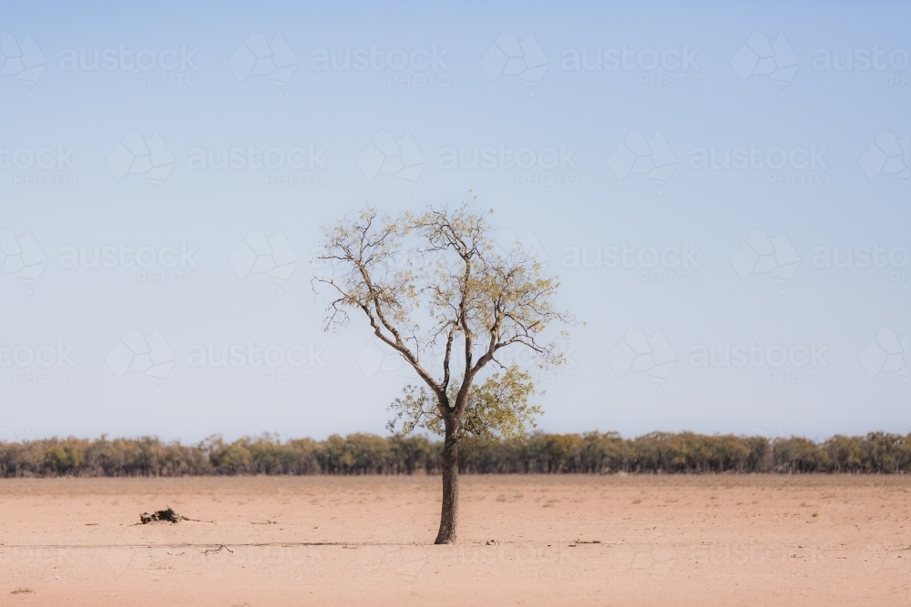 One tree in the foreground of a drought paddock - Australian Stock Image