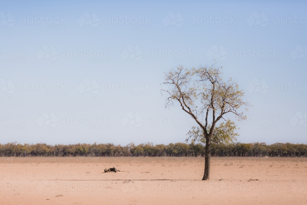 One tree in the foreground of a drought paddock - Australian Stock Image