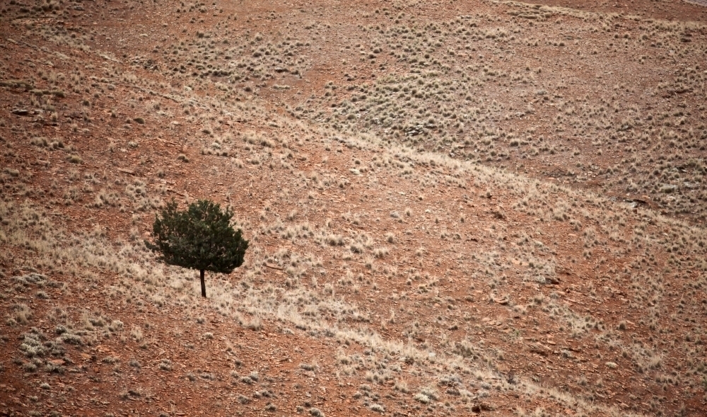One tree landscape.  Lonely landscape.  One tree on barren landscape. - Australian Stock Image