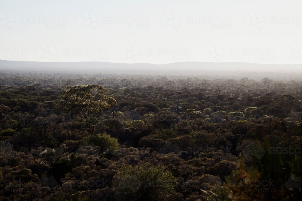 One tree standing out from other treetops in mist - Australian Stock Image