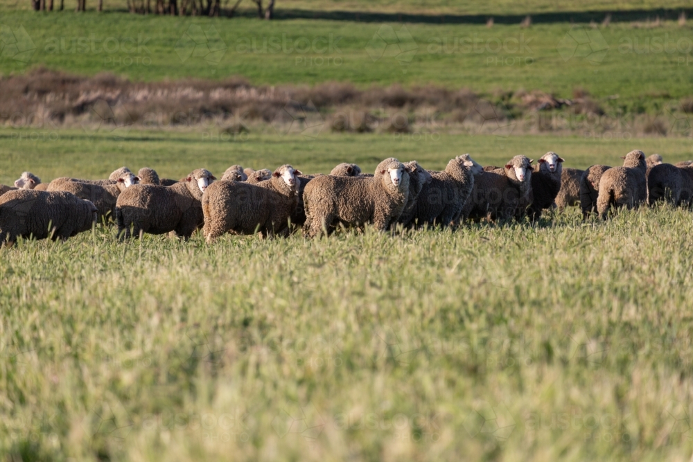 One year old (weaner) merino ewes standing in a pasture paddock - Australian Stock Image