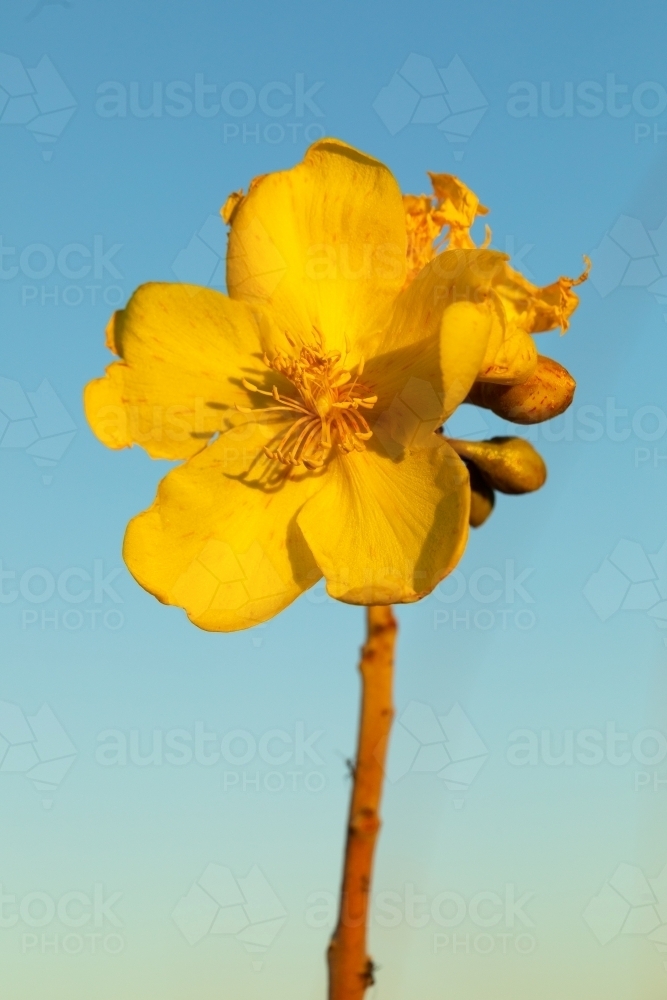 one yellow kapok flower and stem - Australian Stock Image