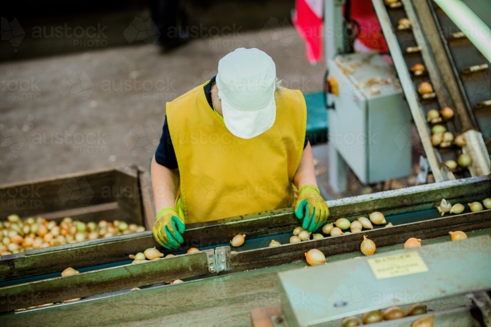 Onions being graded - Australian Stock Image